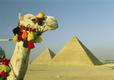 Украшенный в честь праздника верблюд около древних пирамид, Nationalgeographic©
